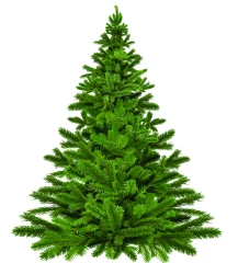 Sapins de Noël : leur vente officiellement autorisée  « en extérieur »