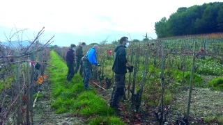 Les bons gestes de taille  pour un vignoble durable