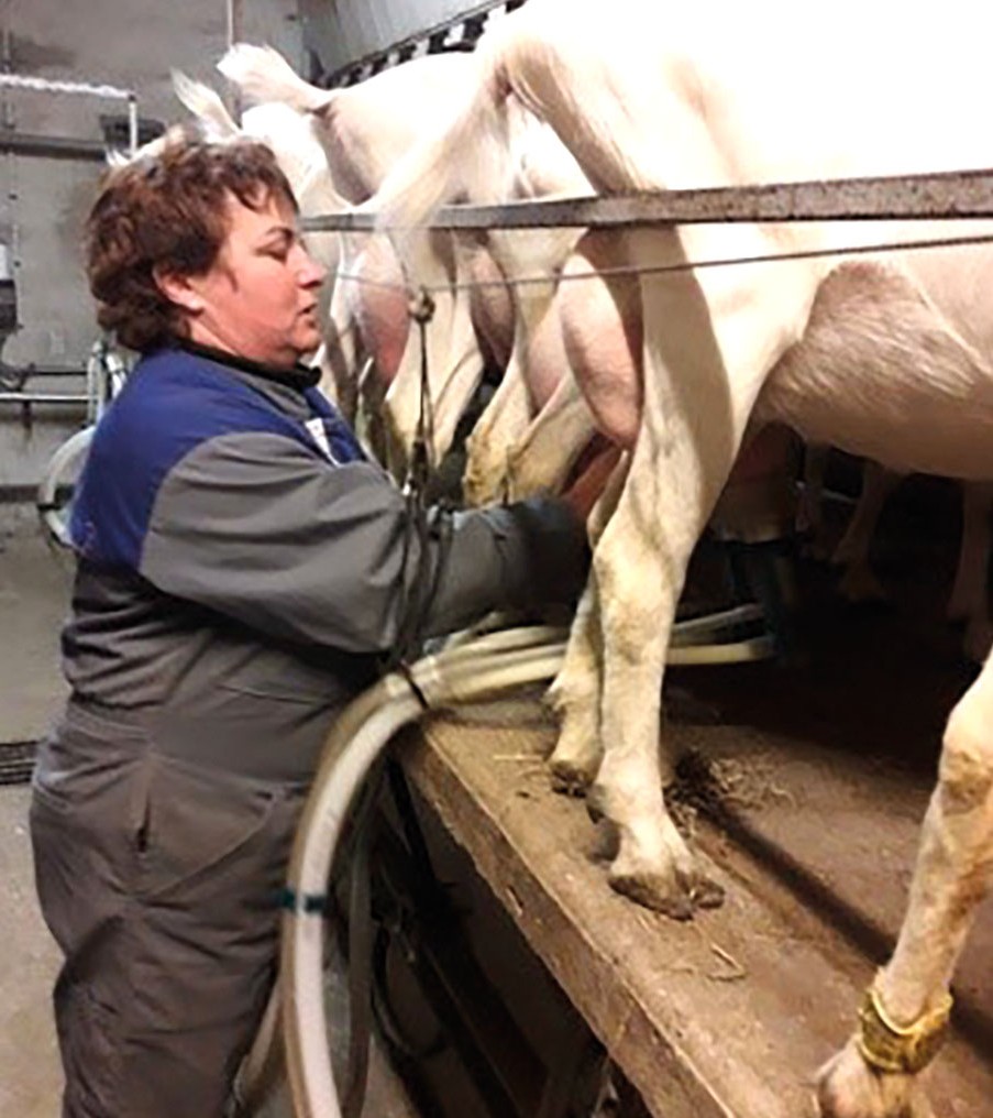 Efficacité et confort en élevage laitier : pensez ergonomie !
