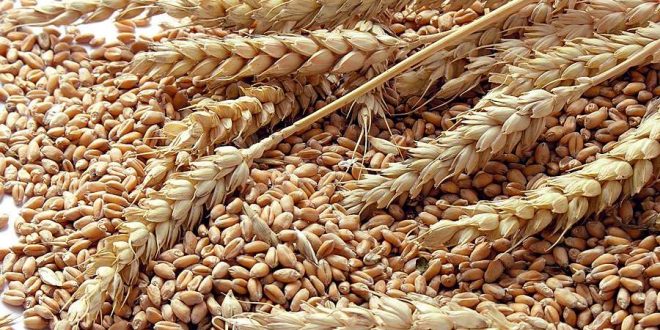 Chine : + 137 % d’importation de blé