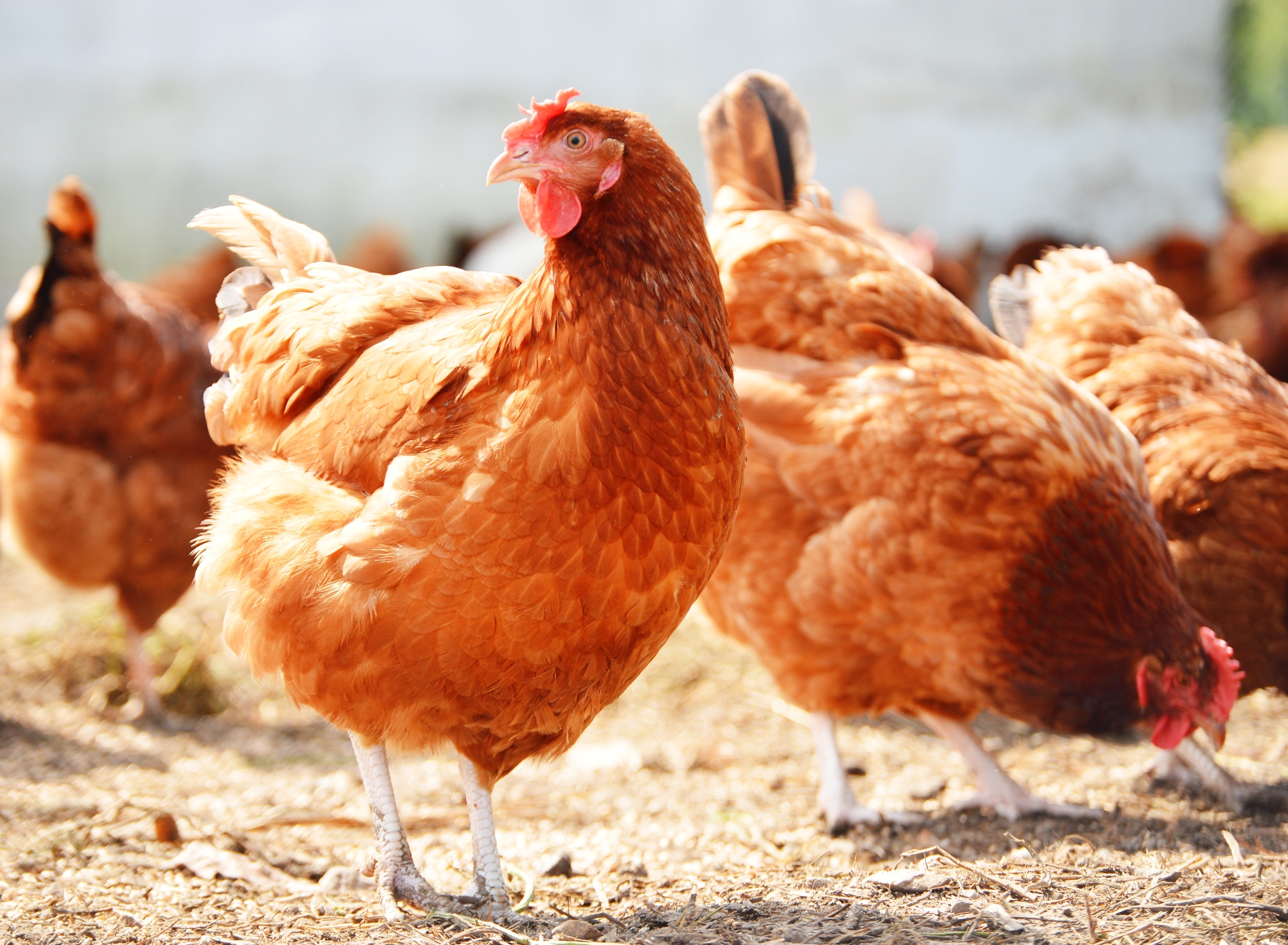 Grippe aviaire H5N8 : le ministère de l’Agriculture rappelle la vigilance 