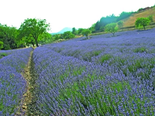 Lavande  et lavandin,  un succès  à maîtriser
