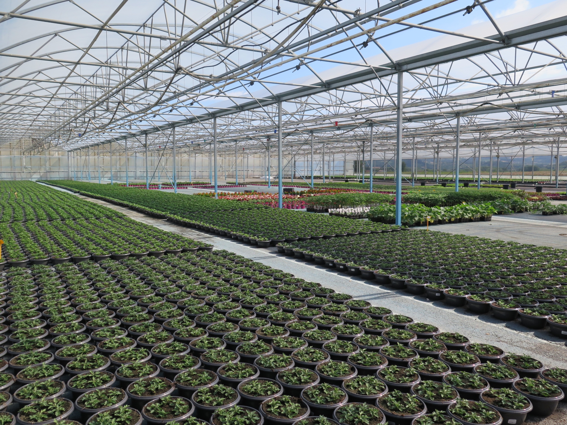L’horticulture réclame le classement en « produits de première nécessité » 