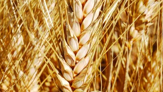 Quelles variétés de blé dur choisir pour satisfaire  les débouchés ?