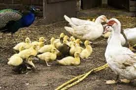 Influenza aviaire : «Forte suspicion» dans un élevage de canards landais