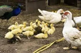 Grippe H5N8 : un troisième foyer dans les Landes