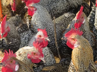 La poule Grise du Vercors « se professionnalise »
