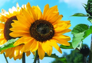 Tournesol : évaluer sa rentabilité  pour mieux saisir son intérêt économique