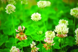 Mieux gérer pour améliorer la qualité de l’herbe
