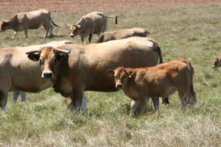 Le broutard en pleine crise : la FNB en colère