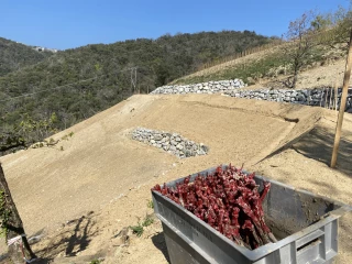 Les vignerons veulent pouvoir différer leurs replantations