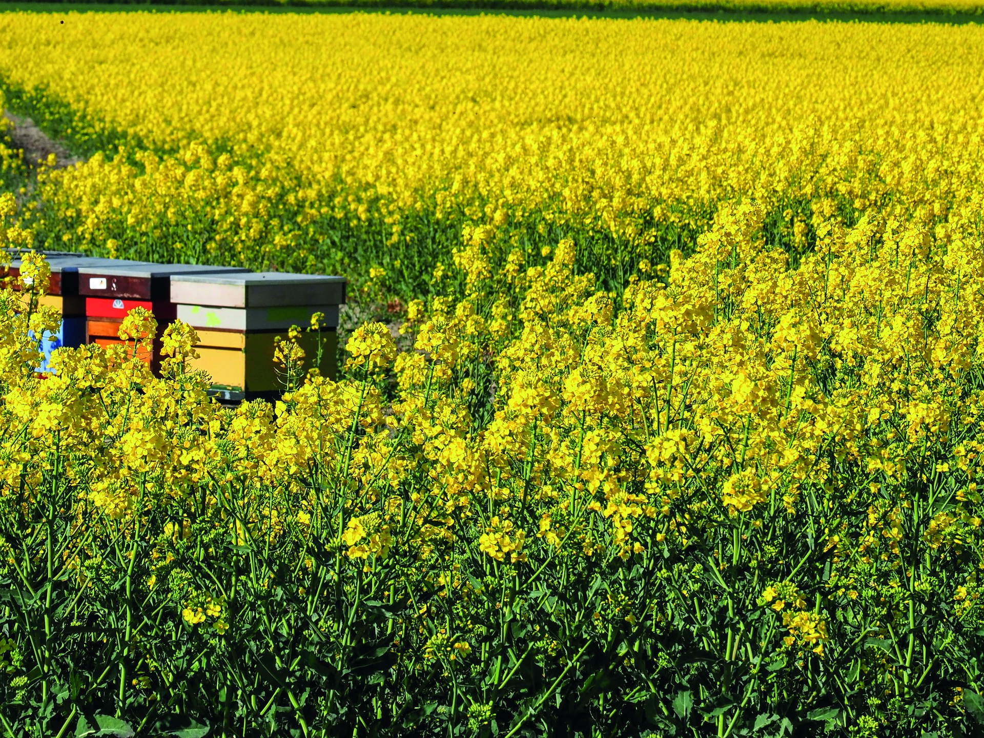  Arrêté abeille : « Une déclaration de guerre envers les agriculteurs »
