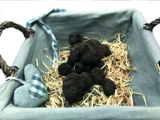Truffes : une saison en demi-teinte