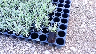 Plantation de Ppam en bio : anticiper !