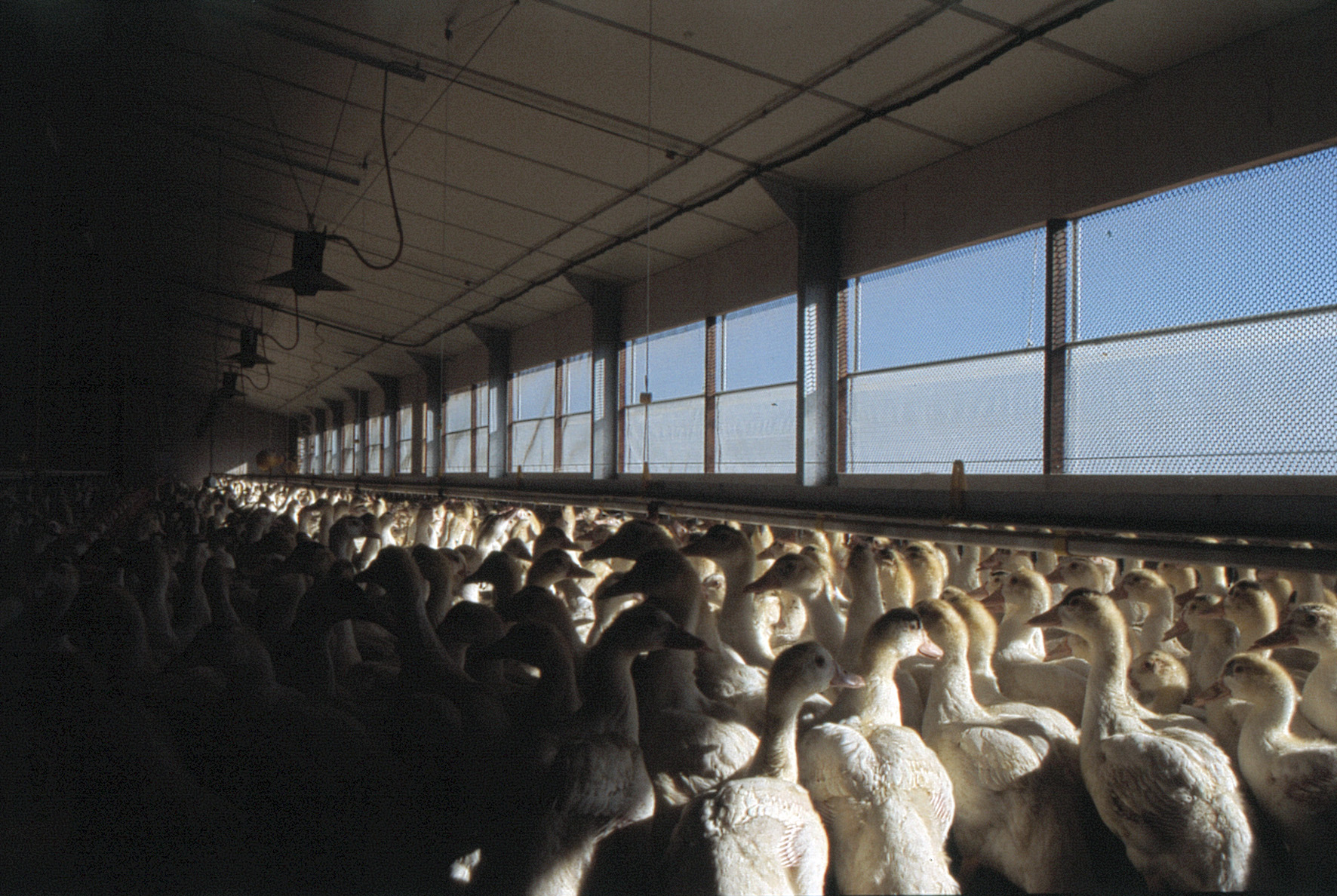 Influenza aviaire : suspicion de nouveaux foyers dans les Landes, les mesures de lutte s'étendent