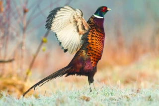 Elevage de gibier : une filière d’excellence essentielle à la protection de la biodiversité