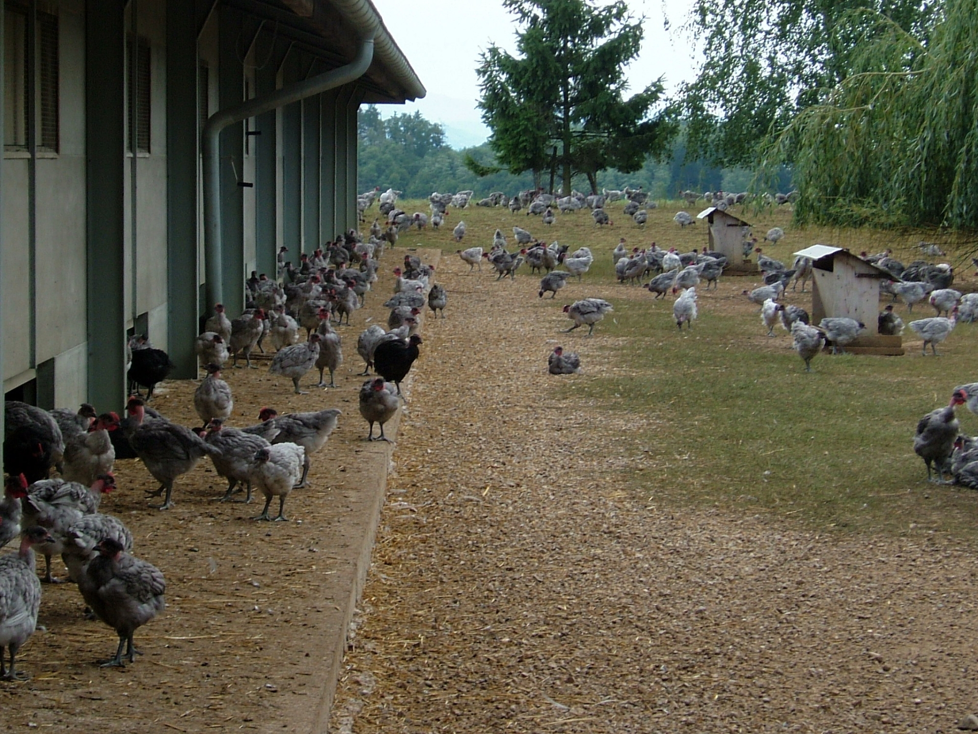 Influenza aviaire : 18 foyers en France