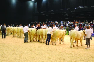 Une fête du charolais dans les fermes