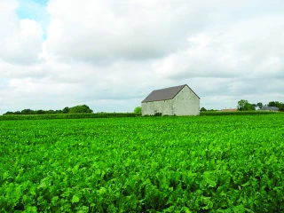 Néonicotinoïdes  : les députés adoptent la dérogation 