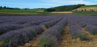 La Région aux avant-postes  pour protéger la filière lavandicole