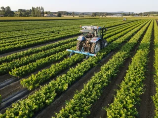Uniplants Vigne : la rigueur sanitaire comme leitmotiv 