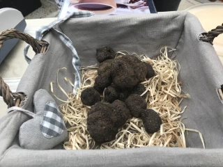 Une saison des truffes en demi-teinte