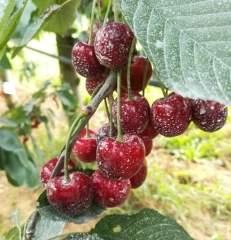 Des solutions alternatives contre drosophila suzukii