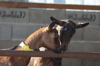 Trouvailles de chevrier