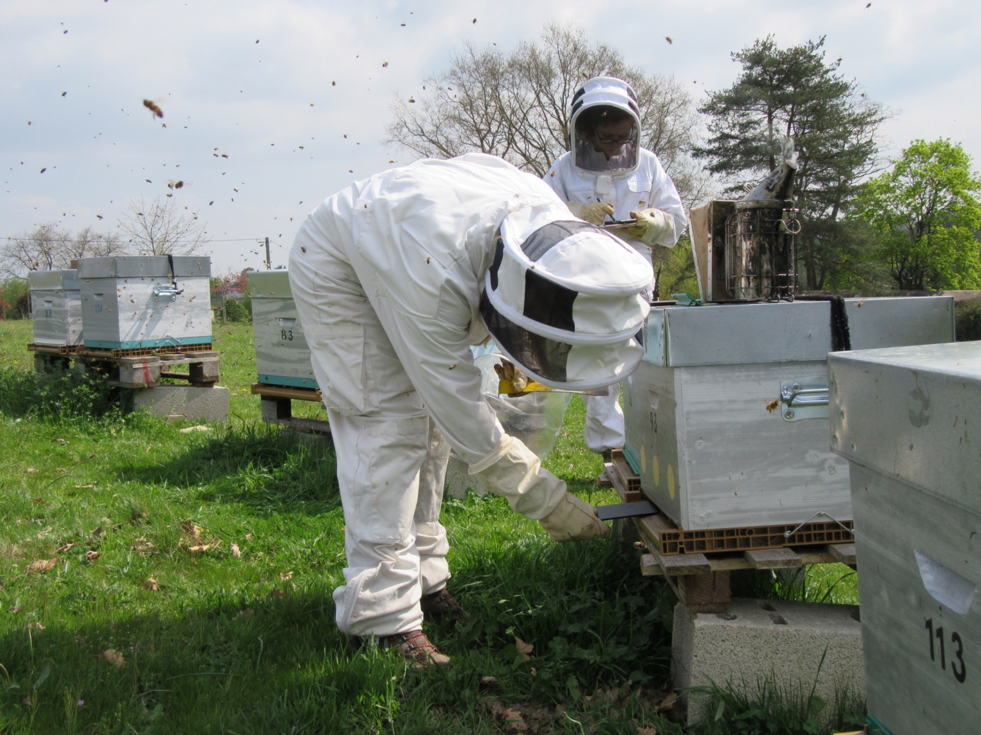 La Région débloque 500 000 € pour venir en aide aux apiculteurs