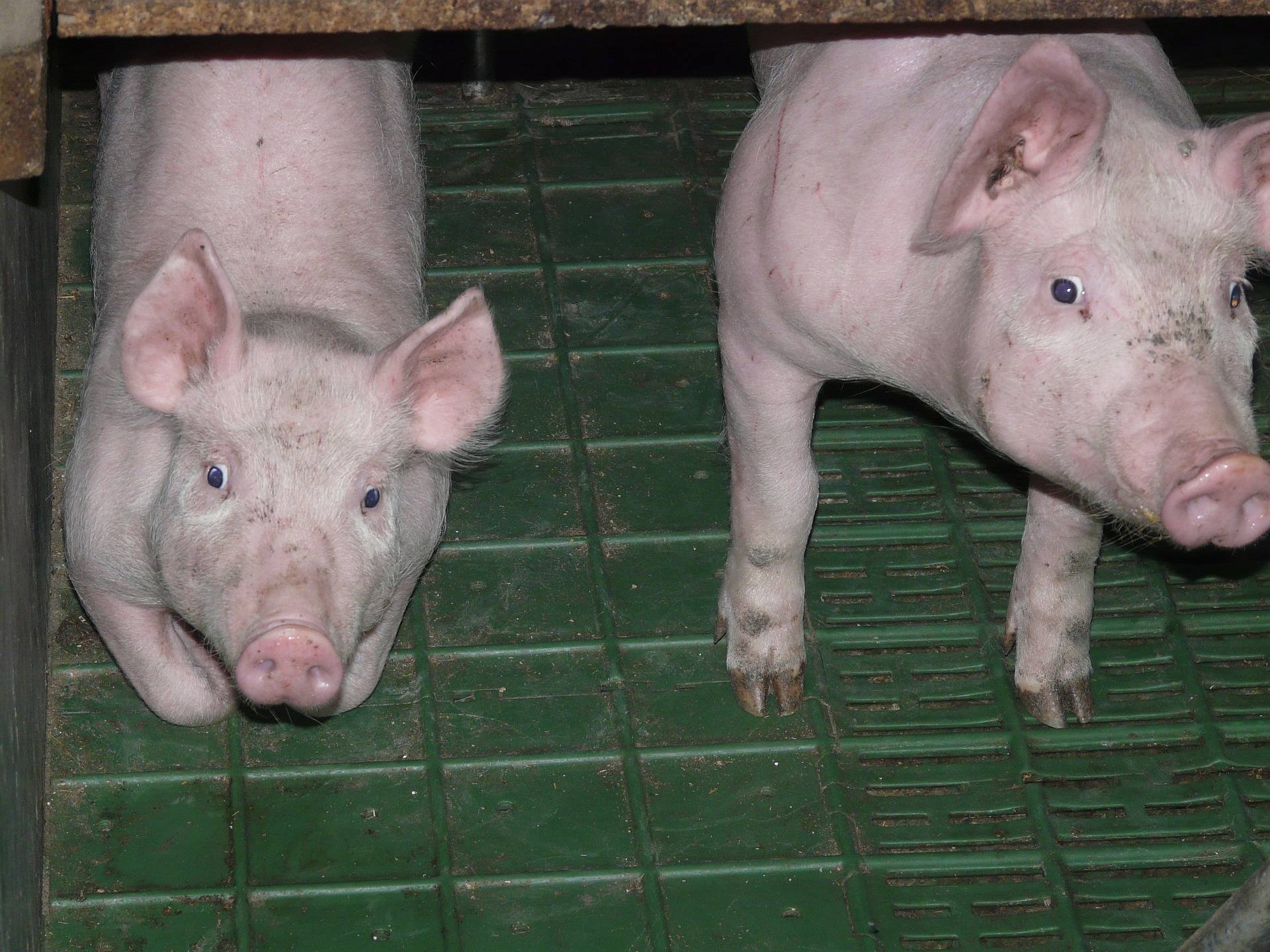Peste porcine africaine : le contenu de l'accord de zonage avec Pékin