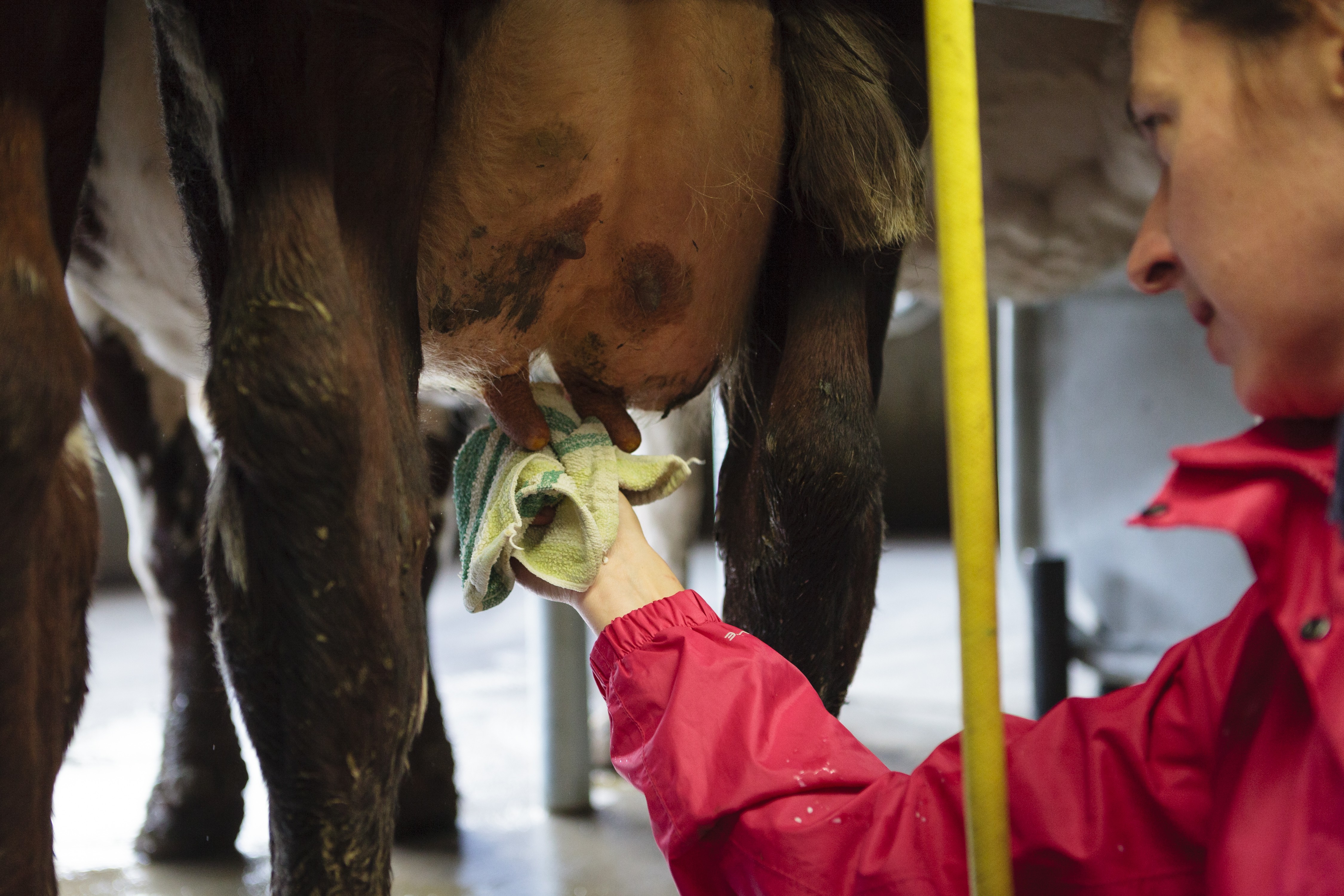 Les bactéries Stec, un danger émergent pour le lait cru