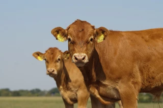 La pénurie de viande pèse sur les négociations commerciales