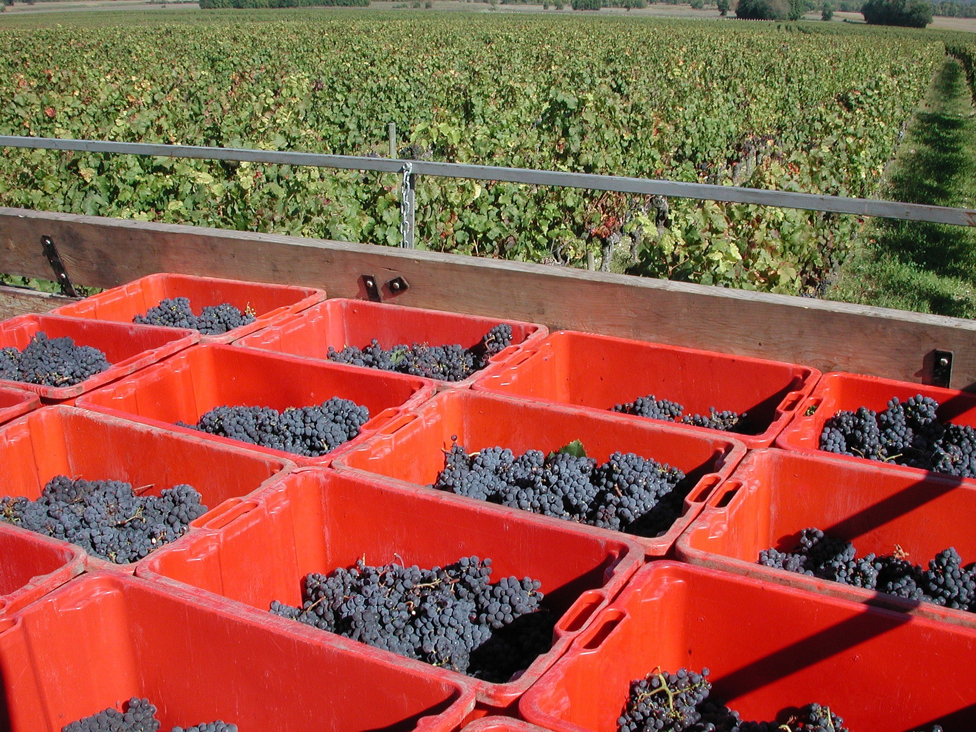 La filière vin estime être allée trop loin dans la limitation des rendements