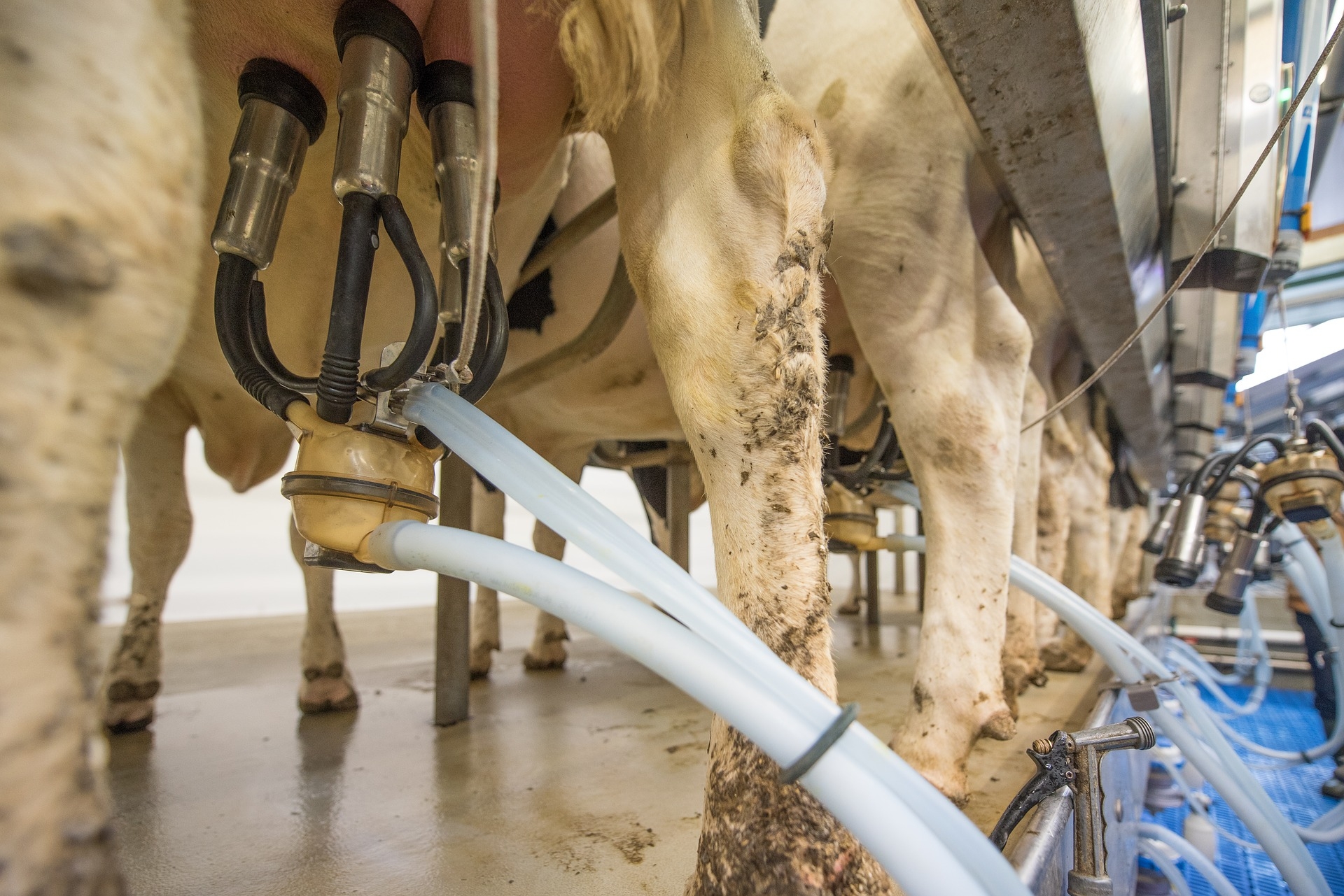Les producteurs de lait veulent renégocier avec les industriels