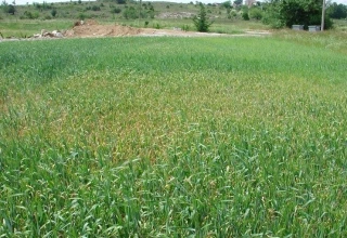 La sécheresse s’intensifie