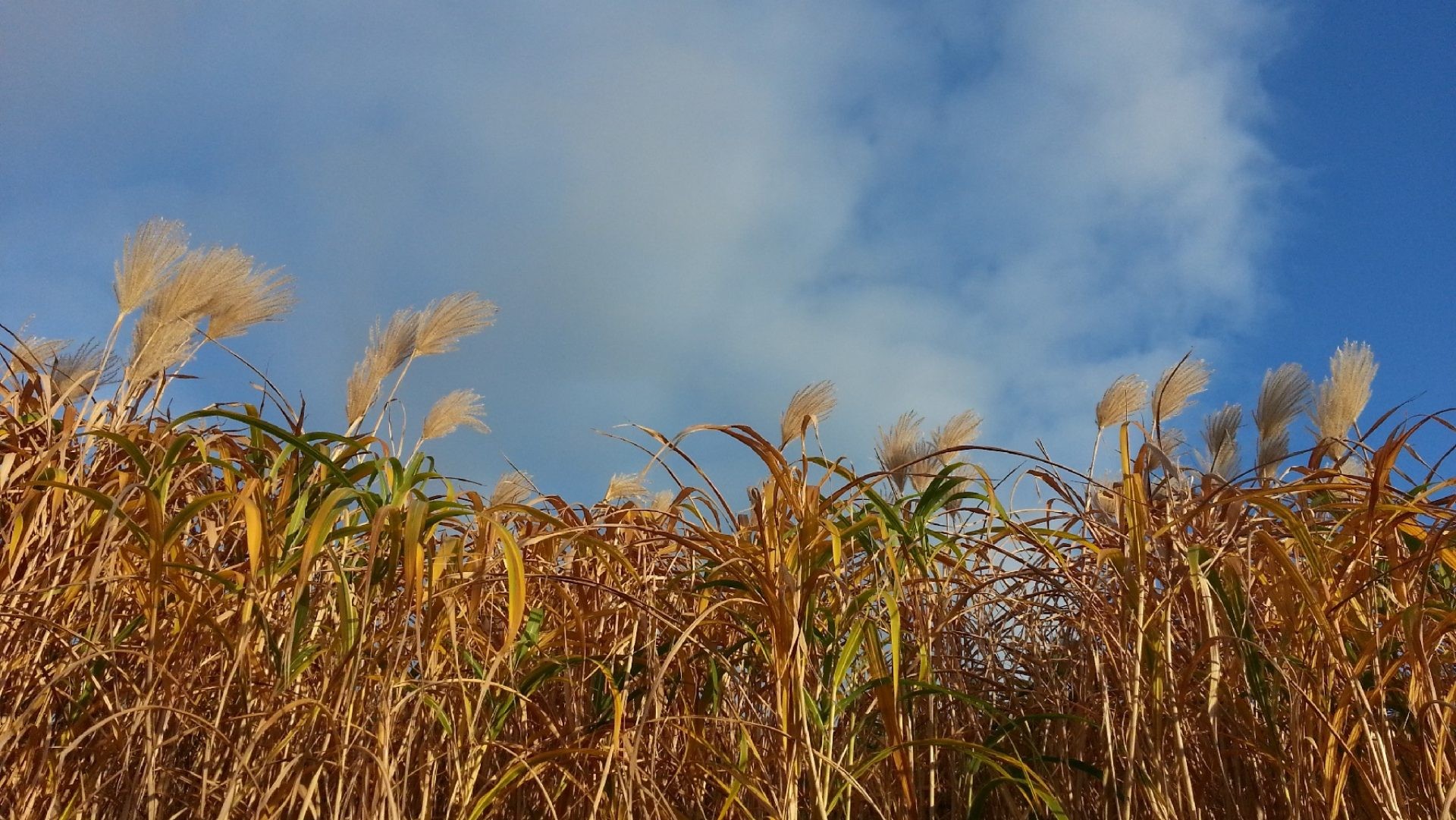 Le miscanthus progresse en surfaces comme en valorisation