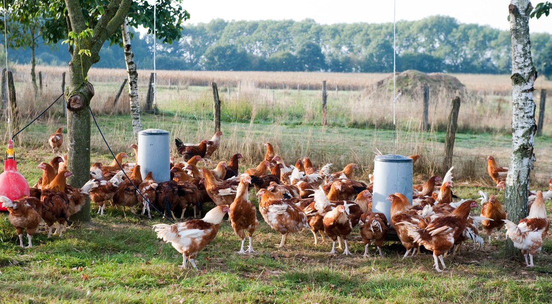 Influenza aviaire : la France s'attend à un hiver à haut risque