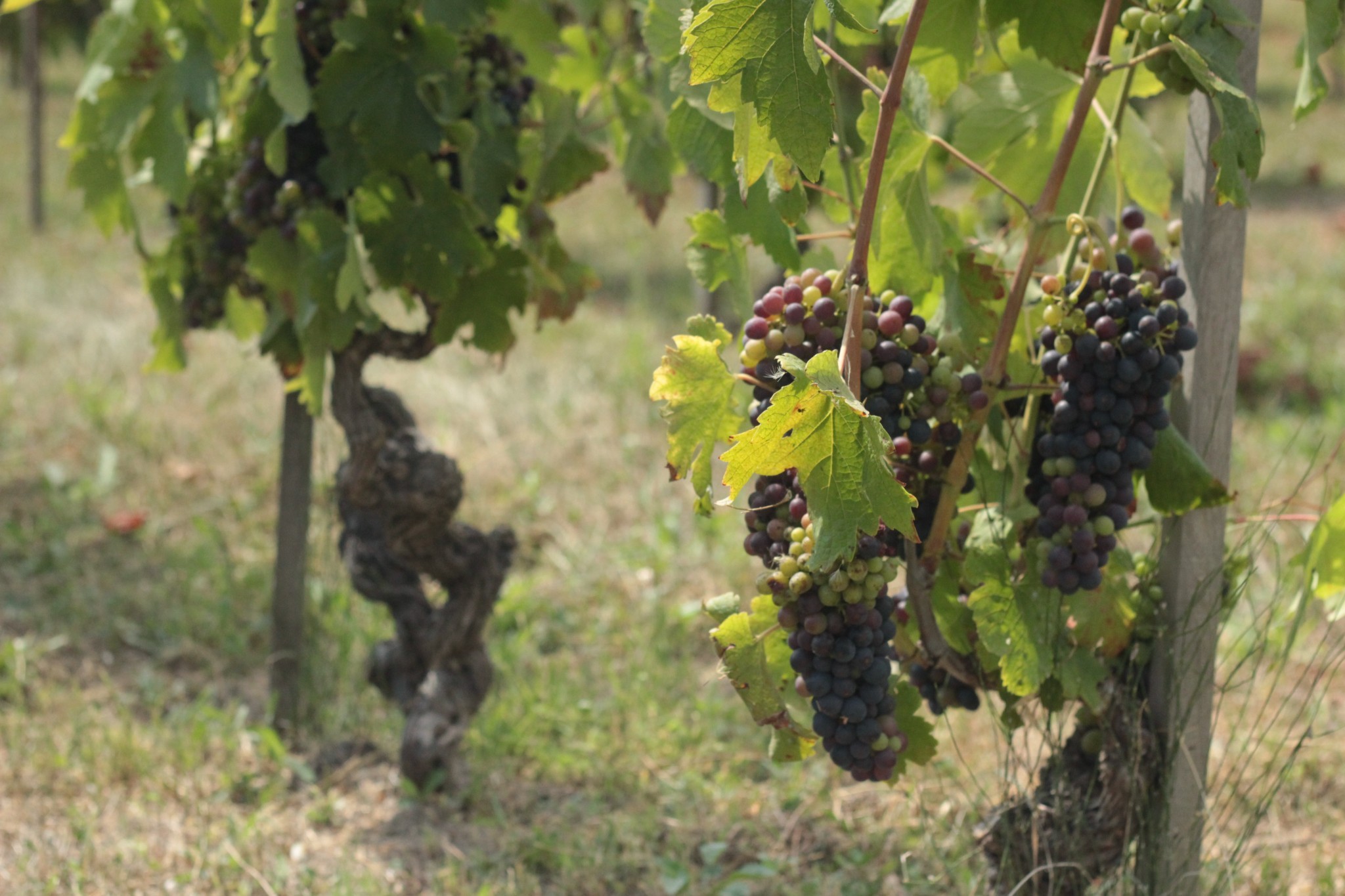 Le tour des vignobles 