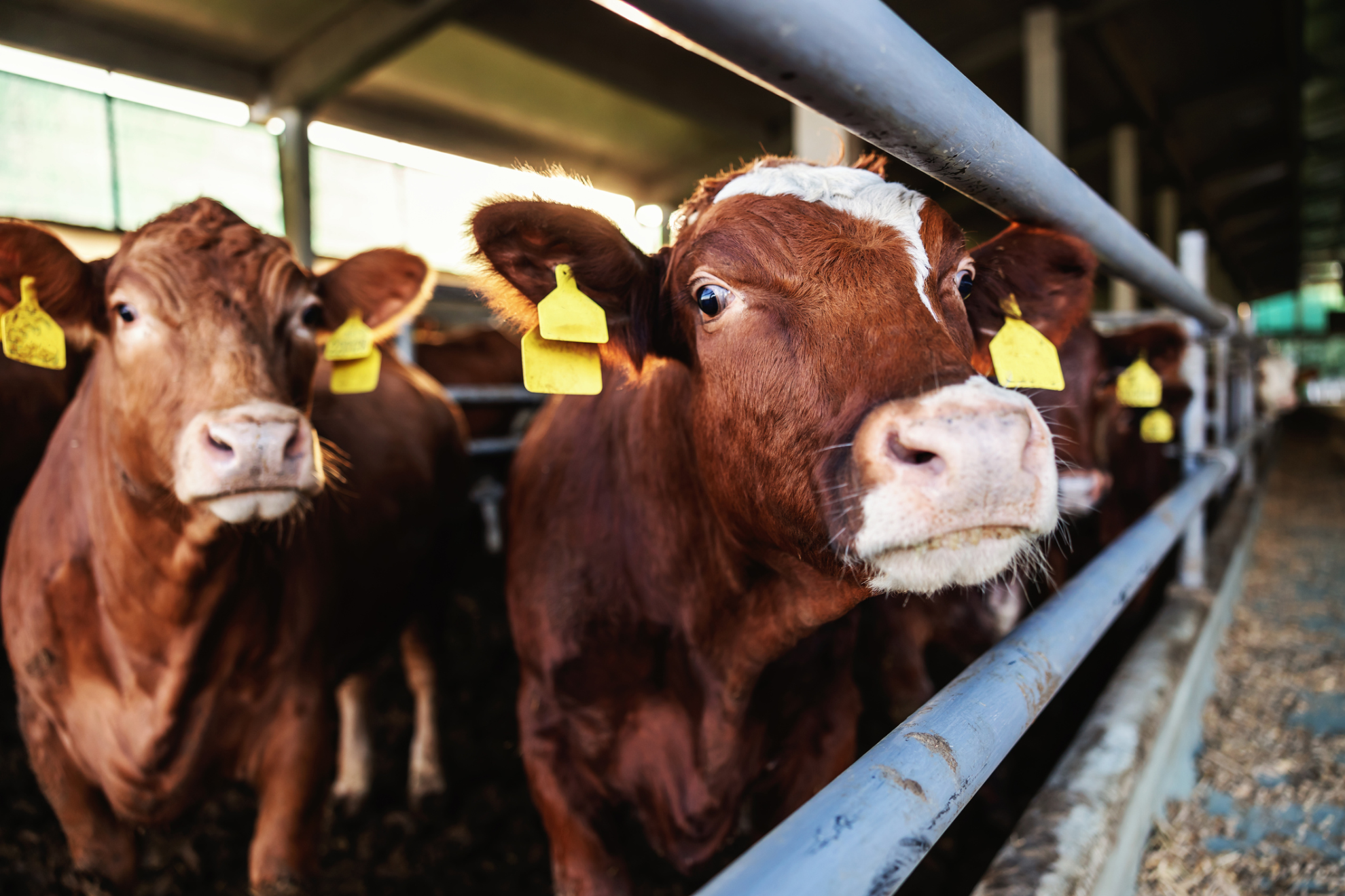 L’Italie rouvre ses portes aux jeunes bovins français