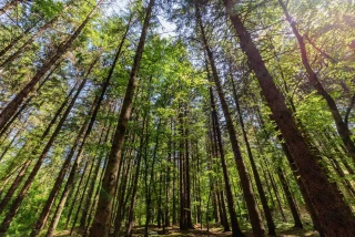 Un rapport pour améliorer la gestion des forêts françaises