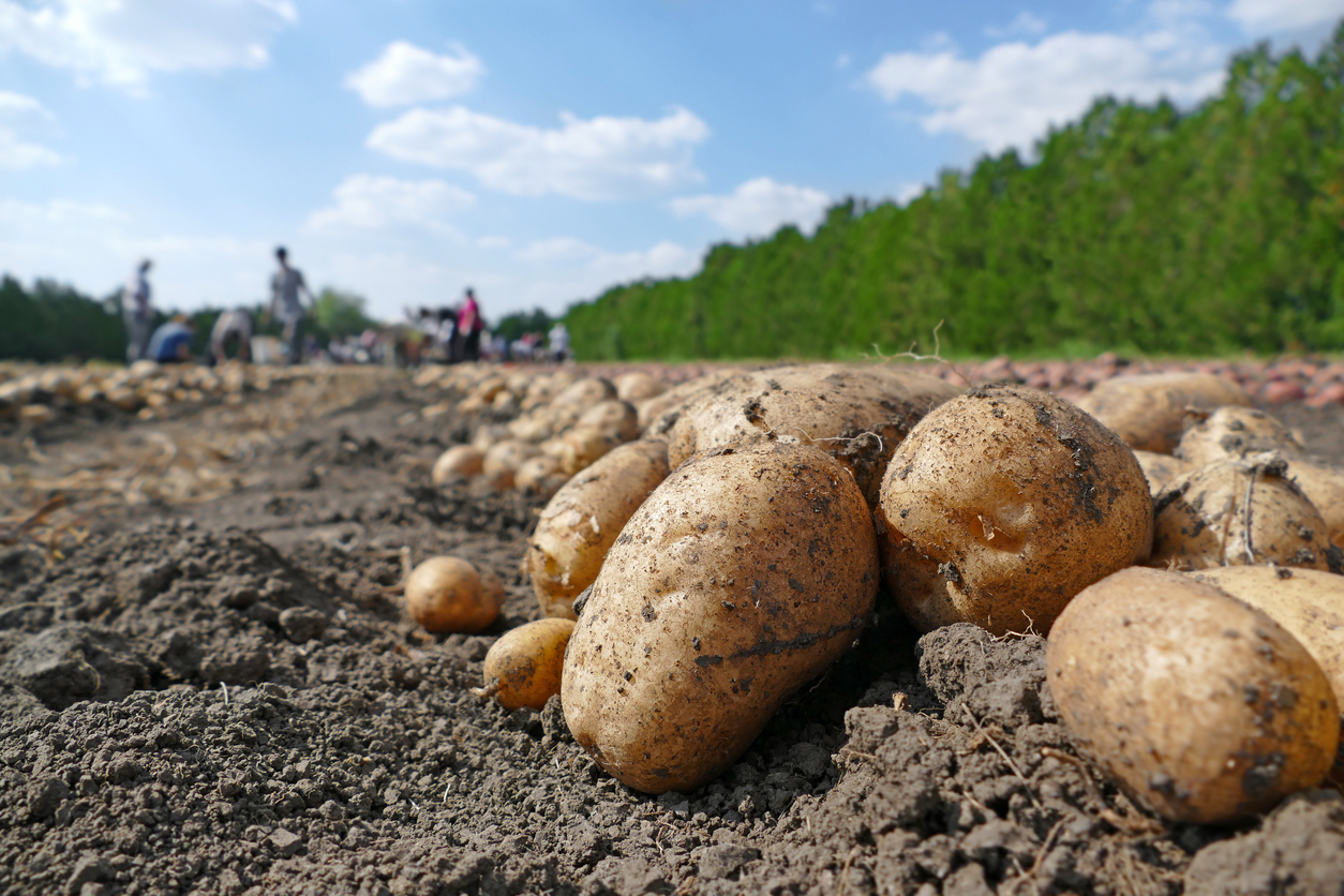 La récolte de pommes de terre retardée en Europe