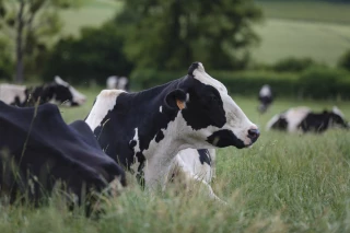 Marchés agricoles : pas de réelle reprise en vue