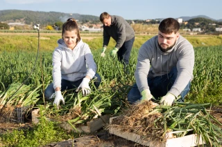 Nette baisse des IFT en cultures légumières 