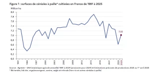 Léger rebond des emblavements de céréales à paille en 2025