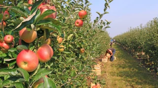 Une production européenne de pommes stable en 2025