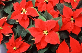 Résistance française sur le poinsettia, star de Noël 