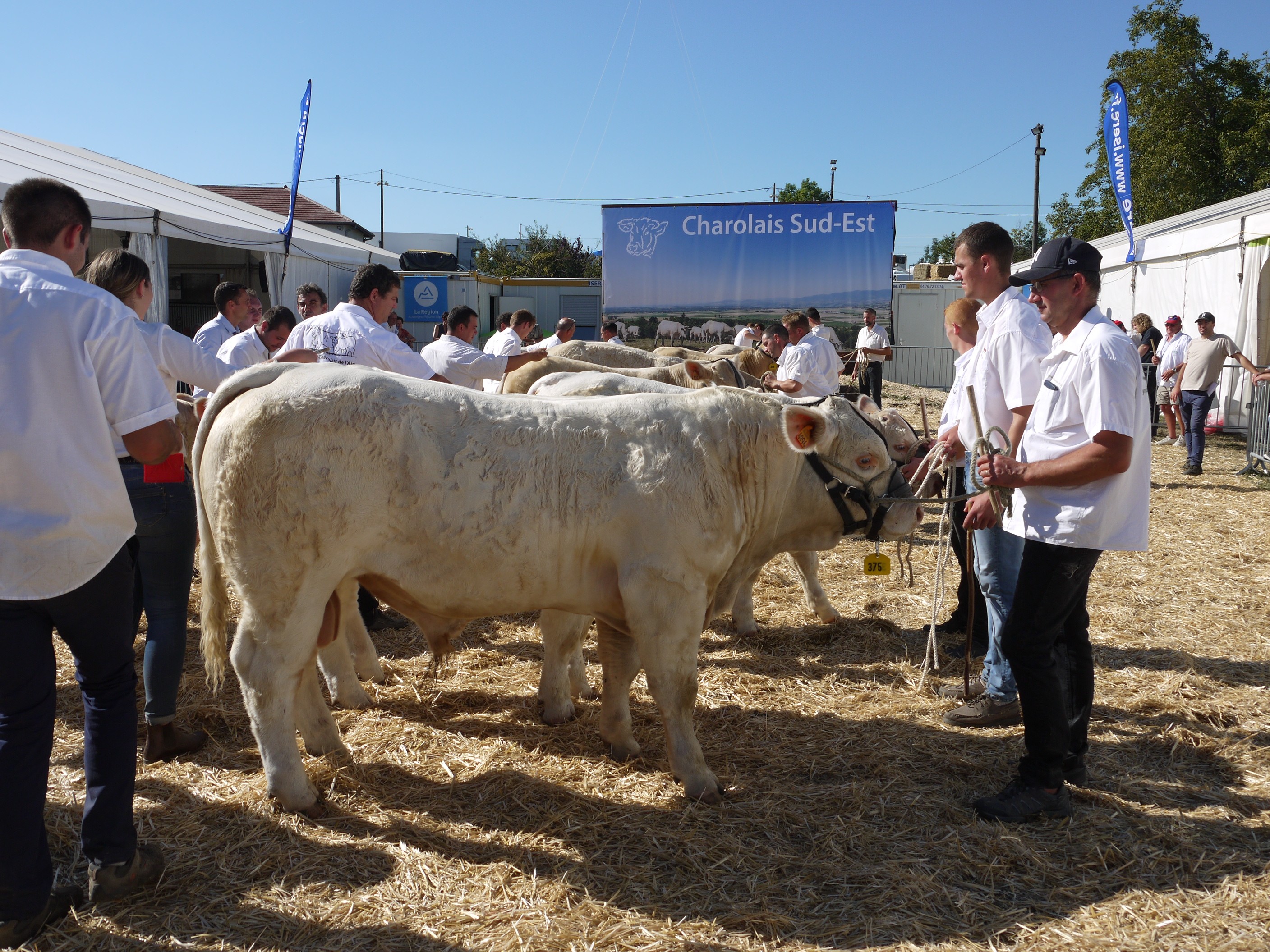 Beaucroissant : Les concours charolais affichent complet