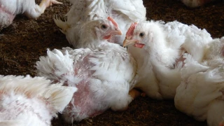 Mieux encadrer la mise à mort d'urgence dans les élevages