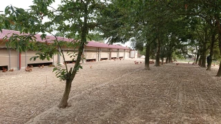 Aménagement des parcours et agroforesterie, un rapport gagnant-gagnant ?