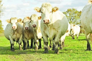 Viande de bœuf label rouge : où en sommes-nous en Aura ?  